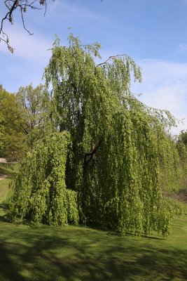 Fagus sylvatica 'Pendula' - buk lesní - celek jaro (24)